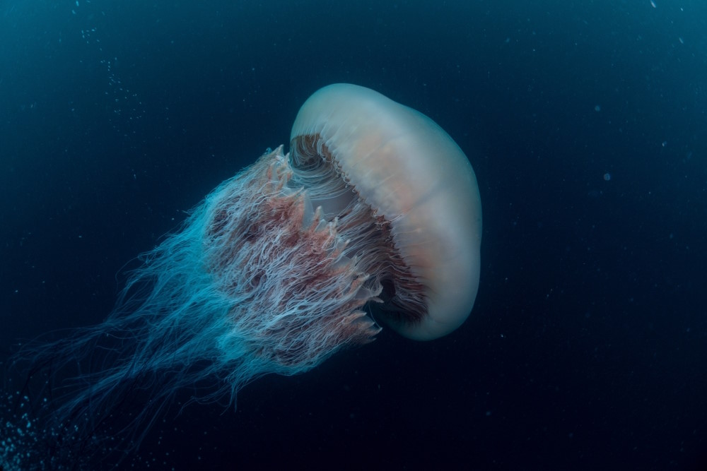 Nemopilema nomurai