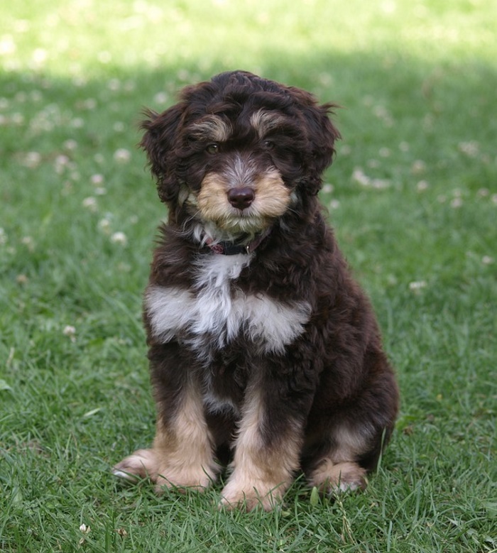 Aussiedoodle Aussiedoodle