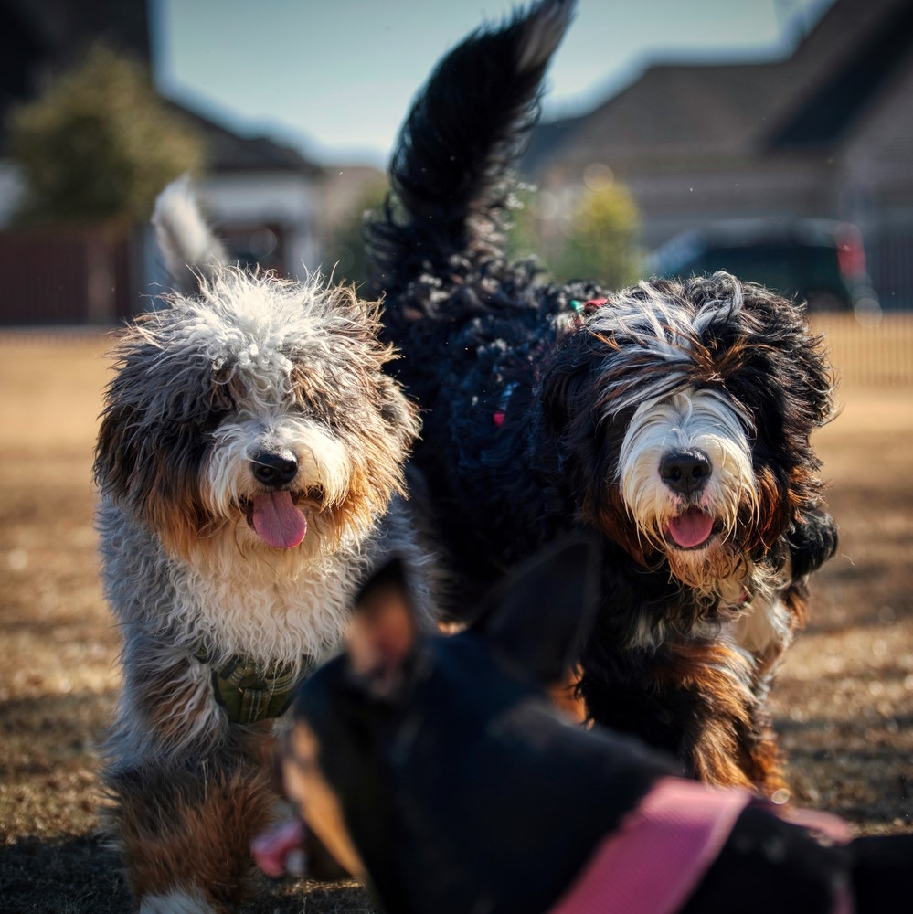 Bernedoodle Bernedoodle