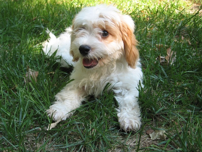Cavapoo Cavapoo