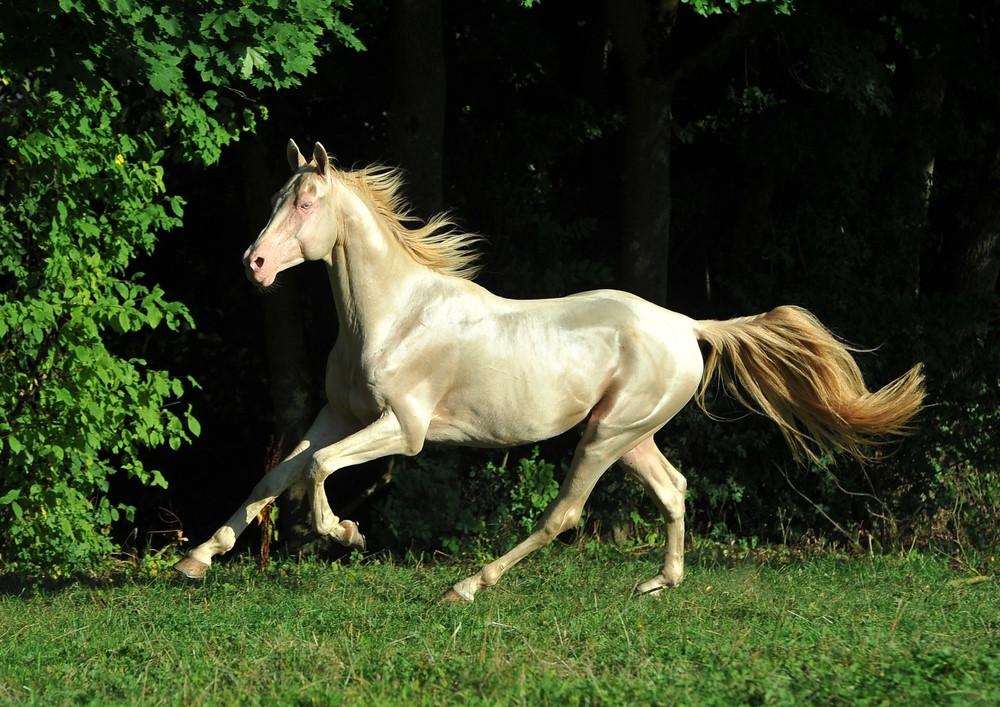 Akhal Teke