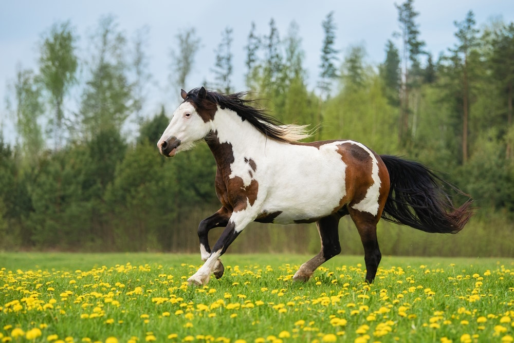 American Paint Horse