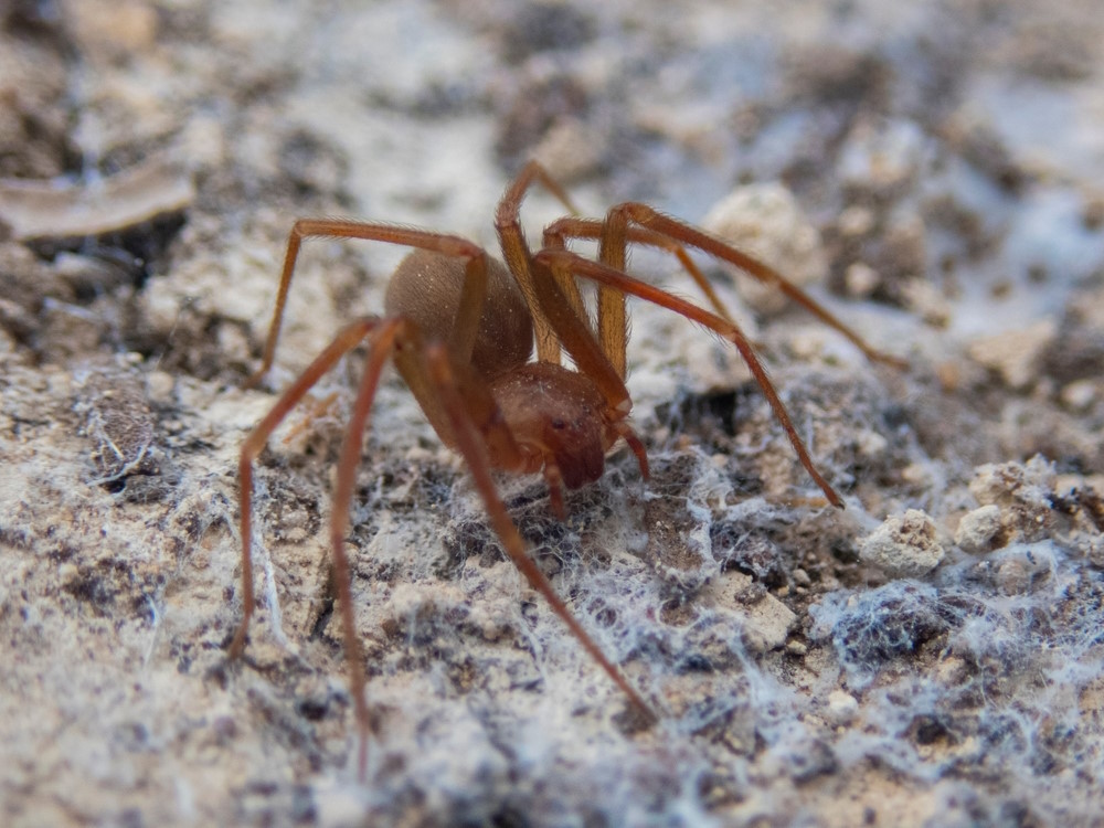 chileense kluizenaarsspin