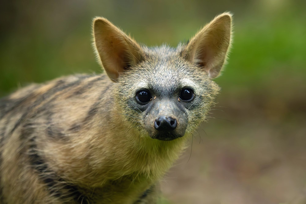 aardwolf 2 aardwolf 2