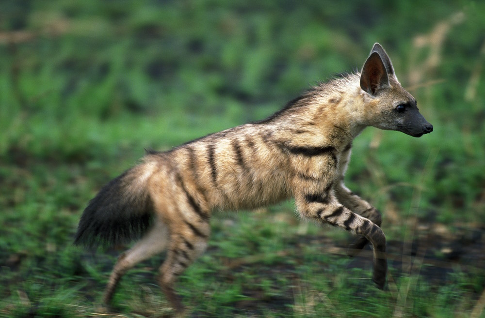 aardwolf 3 aardwolf 3