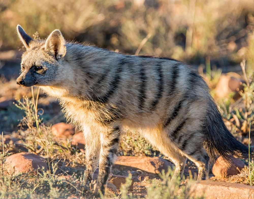aardwolf 4 aardwolf 4