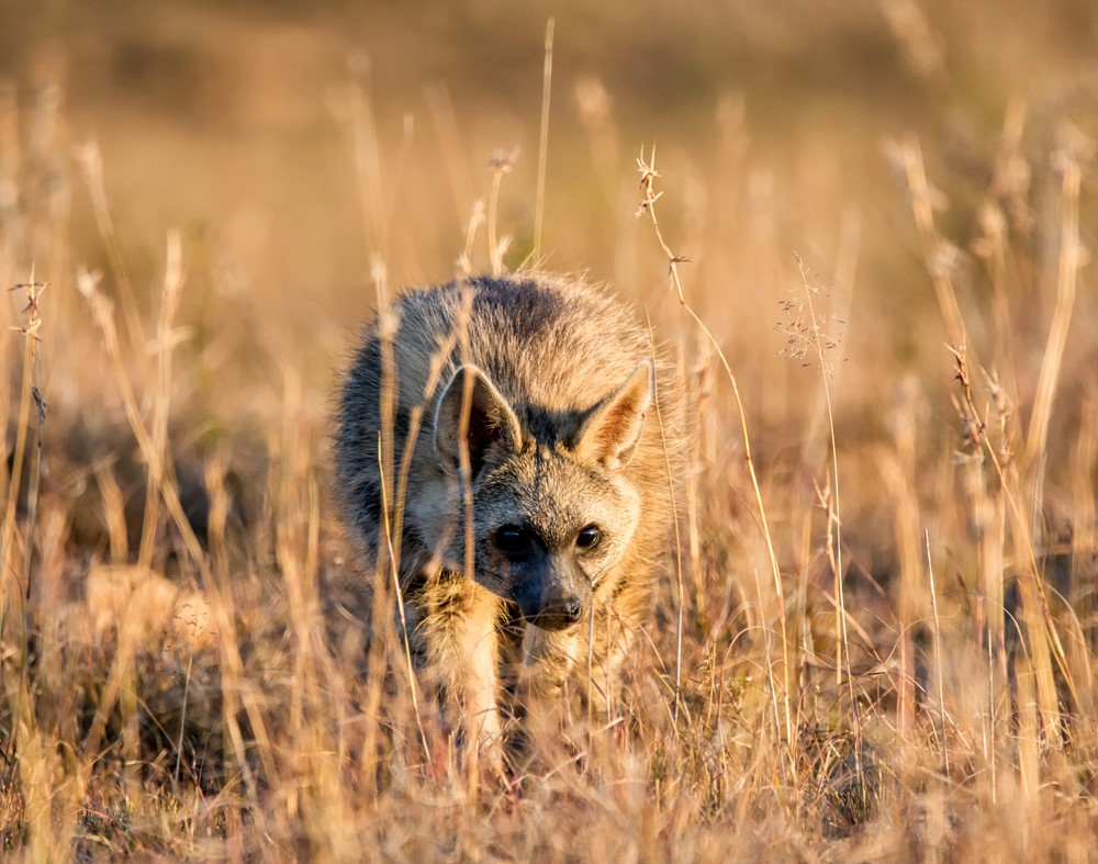 aardwolf aardwolf