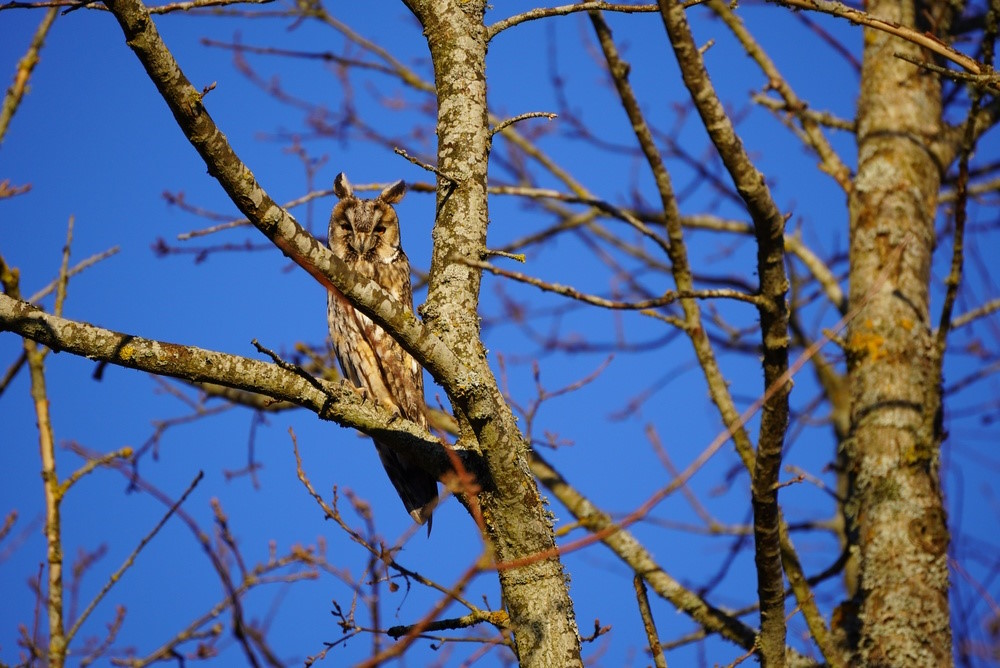 ransuil camouflage