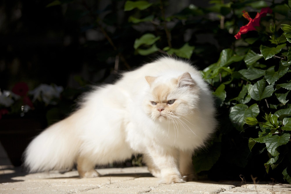 Himalayaan