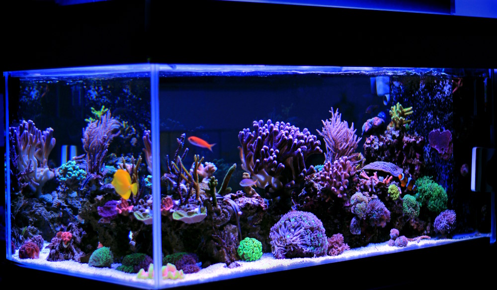 aquarium
