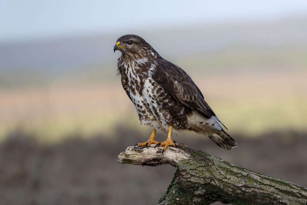 buizerd