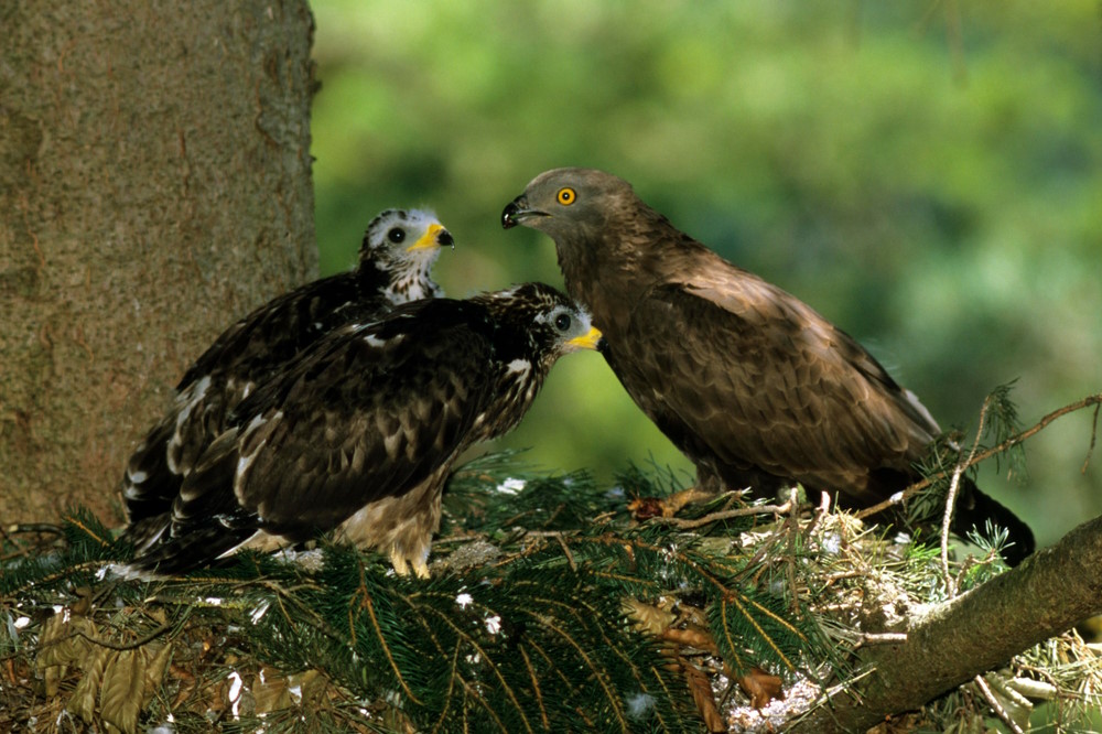 wespendief nest
