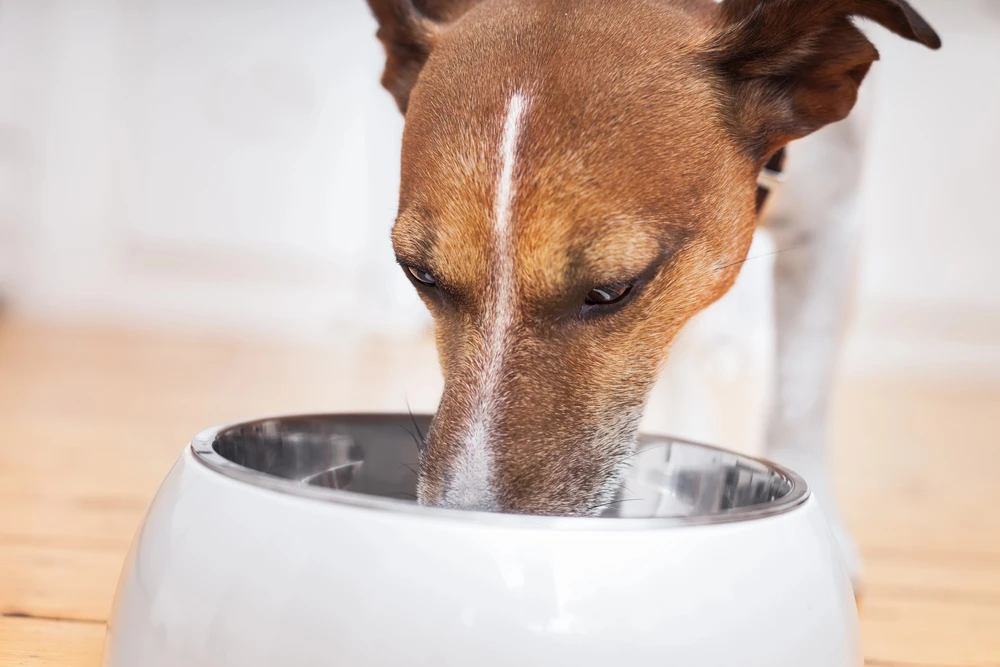hond aan het eten hond aan het eten