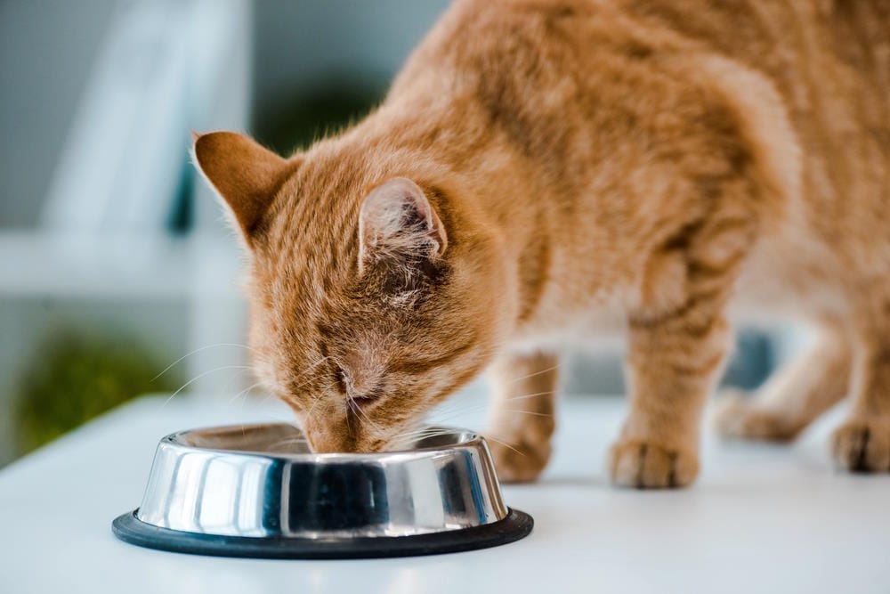 kattenvoer weetjes
