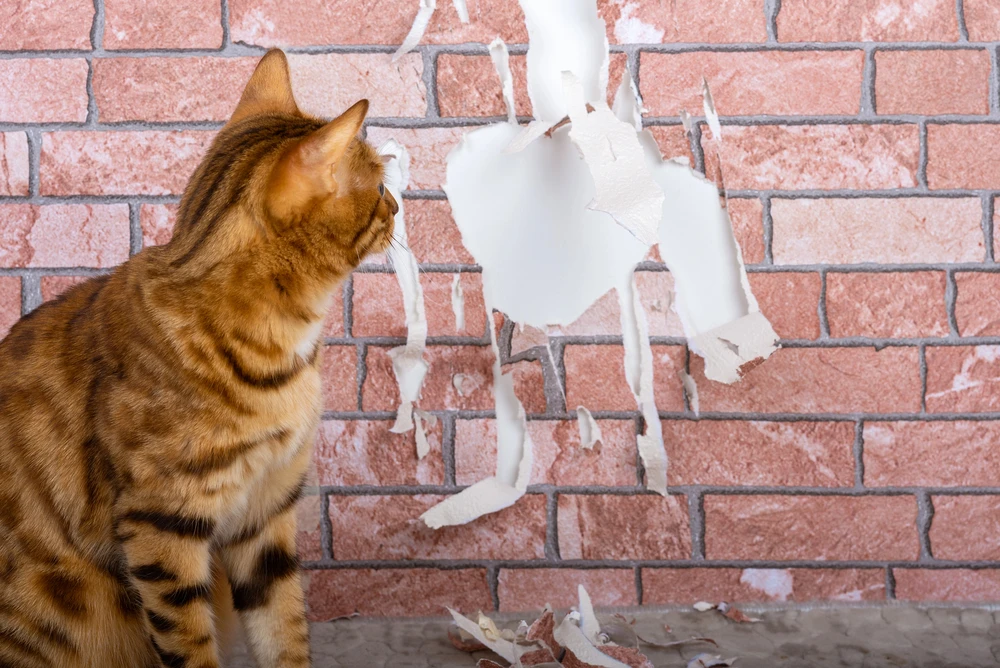 6 Dure schades veroorzaakt door huisdieren (en wie er betaalt) kat schade