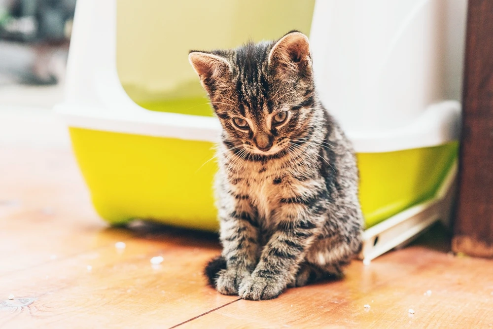 kattenbak kattenbak