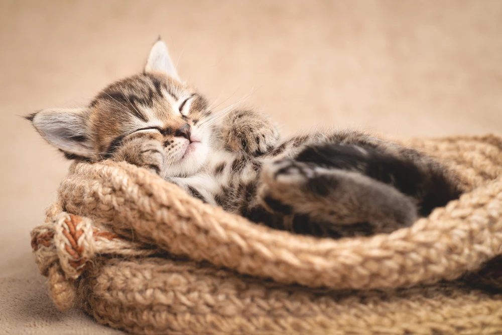 kitten slapen kitten slapen