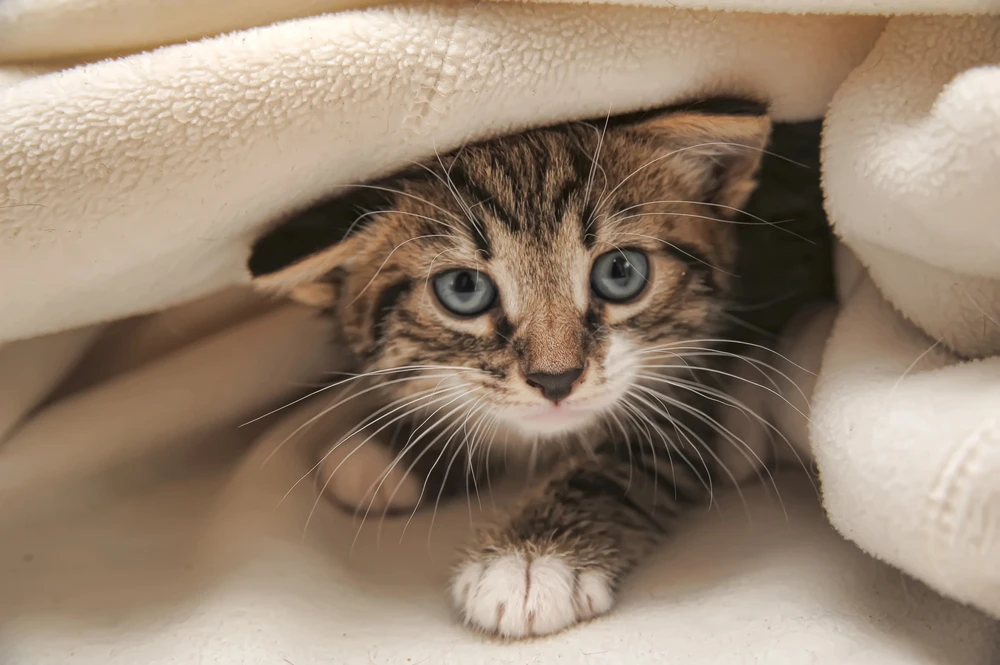 Een kat in huis halen: dit heb je de eerste week nodig kitten